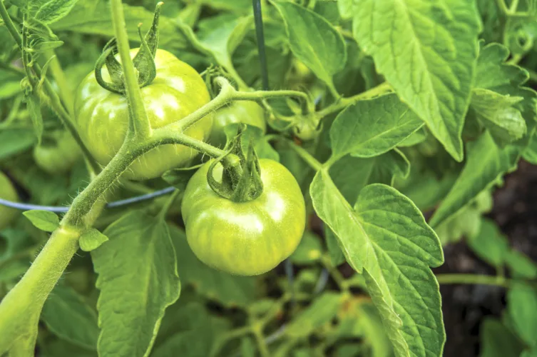Prairie Fare: When should you modify a recipe?